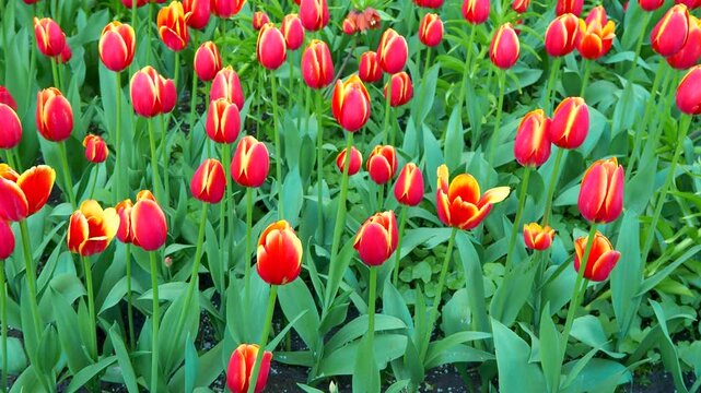Red and yellow tulips swaying in the garden breeze. Blooming flowers in sunlight. Vivid spring colors 4K footage.