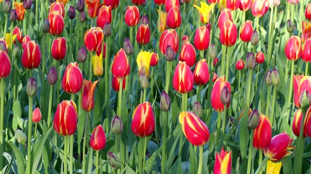 Red tulips blooming in field. Beautiful flowers grow in sunny garden. Vibrant spring atmosphere 4K footage.