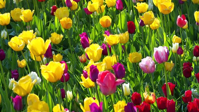 Yellow and purple tulips blooming in sunny field. Beautiful vibrant flowers grow in spring garden. Nature background 4K footage for your projects.