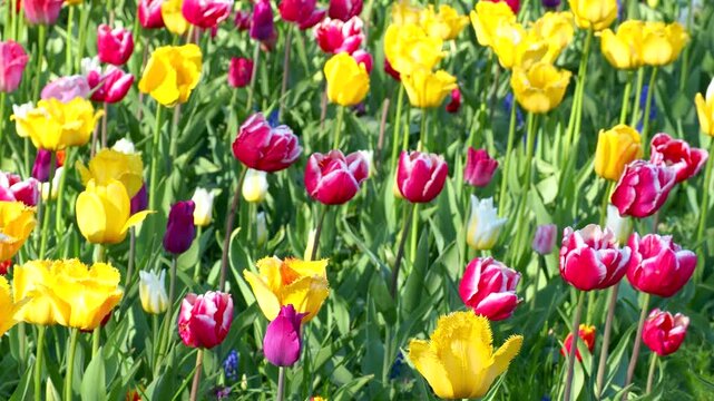 Colorful tulips swaying in spring breeze. Field of yellow, pink, and purple flowers bloom in sunlight. Vibrant floral 4K footage.