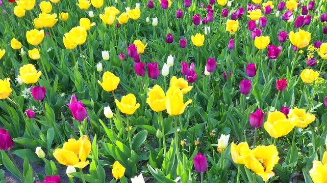 Yellow and purple tulips blooming in sunny field. Beautiful vibrant flowers grow in spring garden. Natural background 4K footage.