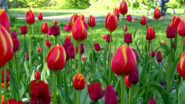 Red tulips blooming in sunny park. Beautiful vibrant flowers grow in spring garden. Natural background 4K footage.