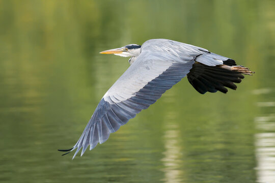 Grey Heron Flying Over Lake - _S5B7876