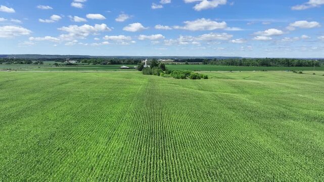 Low-level aerial drone flyover of a vibrant green corn field beside a rural road intersection, with farm buildings, silos, and open countryside stretching to the horizon.