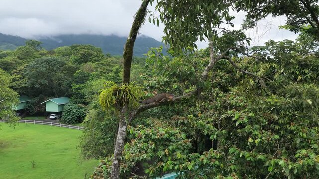 Brown nosed coati sleeping soundly on a mossy tree branch high above the lush green jungle canopy of Costa Rica on a cloudy day