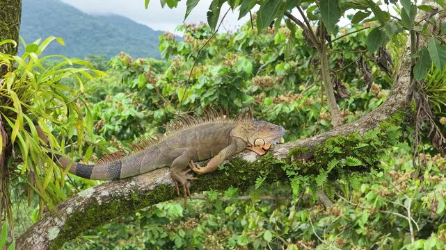 Beautiful green iguana resting on a tree branch covered with moss. The large lizard is sleeping in its natural habitat in Costa Rica
