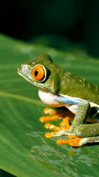 Close up of a vibrant red eyed tree frog sitting on a large green leaf. The amphibian's throat pouch moves as it breathes in the jungle. Vertical