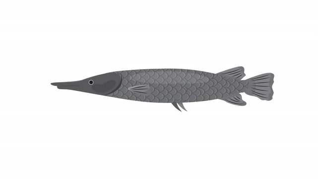 Long nose gar fish illustration suitable for educational materials, scientific articles, fishing guides, and wildlife documentaries. Grey scales, sharp snout, fins, tail, grey body.
