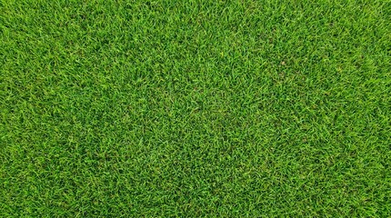 Obraz premium Perfect Green grass texture background. A perfectly manicured Sports field Pitch Garden Lawn wallpaper.