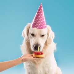 Obraz premium Happy Golden Retriever Dog Enjoying Birthday Celebration With Cake And Candle, Sitting In Studio Setting, Joyful Atmosphere For Pets And Their Owners. Pet Celebration Concept.