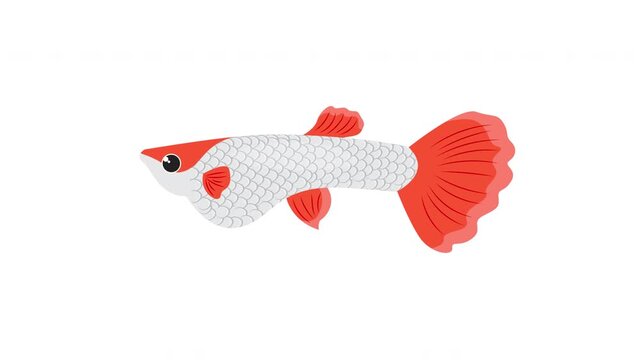 White orange guppy fish with colorful scales and small fins is an elegant aquatic pet swimming in a tank. Suitable for aquariumrelated designs.