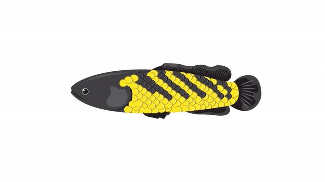 Bichir senegalus illustration ideal for aquarium guides, educational resources, and scientific publications featuring stunning aquatic animal beauty.