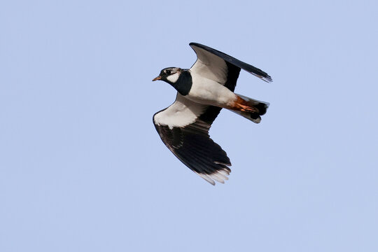 Lapwing Flying - 241E2440