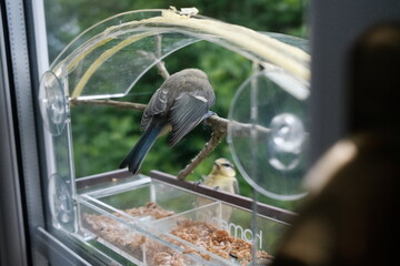 two blue tits using window feeder © YOUNGMI