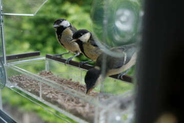 three great tits using window feeder © YOUNGMI