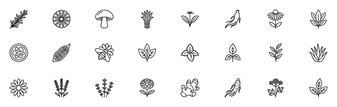 Hand drawn line art herbs, flowers, leaves, and natural elements icons set on transparent background