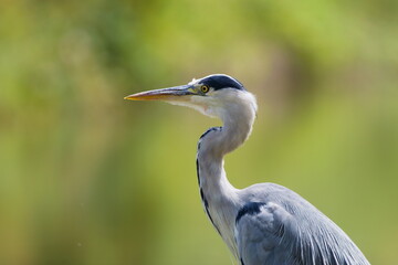 Obraz premium A vigilant and attentive Grey Heron stands poised, its sharp eye and elegant neck captured in exquisite detail. This calm, observant portrait radiates a sense of quiet, peaceful patience.