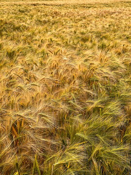 Close-Up View of Golden Barley Field with Wind-Swept Crop Texture