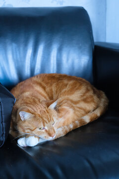 Orange tabby cat resting on a black leather couch indoors, curled up with white paws and soft light.