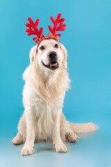 Obraz premium Happy Golden Retriever Dog Wearing Reindeer Antlers, Sitting Cheerfully Against Bright Blue Background. Adorable Pet Bringing Joyful Christmas Spirit Into Home Decor During Holiday Season.