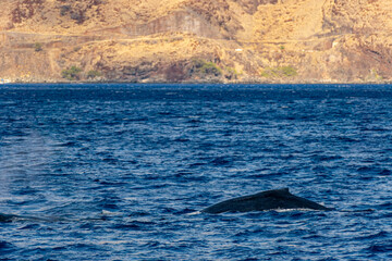Fototapeta premium Humpback Whale (Koholā)