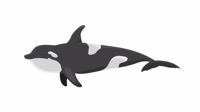 Killer whale illustration suitable for marine conservation materials, educational resources, or wildlifethemed designs for various products and projects.