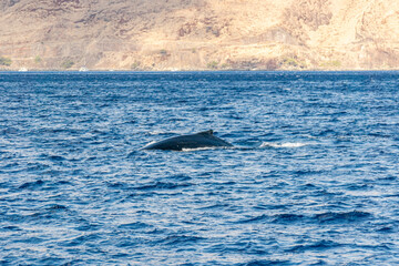 Fototapeta premium Humpback Whale (Koholā)