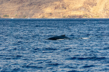 Fototapeta premium Humpback Whale (Koholā)
