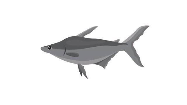 Grey shark catfish pangasius, a monochrome marine creature illustration suitable for aquariumthemed designs, educational materials, and underwaterthemed projects.