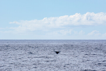 Fototapeta premium Humpback Whale (Koholā)