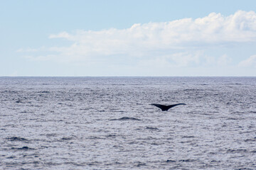 Fototapeta premium Humpback Whale (Koholā)