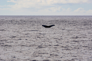 Naklejka premium Humpback Whale (Koholā)