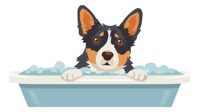 Cute tricolor corgi dog peeking over bathtub edge.