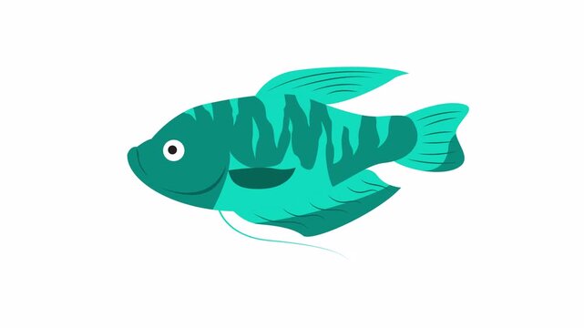 Blue opaline gourami fish with striped, colorful pattern, suitable for aquatic, tealthemed designs. Ideal for aquatic, animalthemed projects.