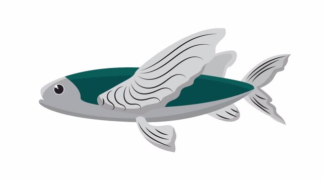 Silver blue flying fish pectoral fin tail fin, aquatic wildlife in oceans, perfect for marine biology projects and ocean conservation websites.