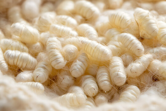 Silkworm cocoons are collected and stacked on a clean surface. Production of natural silk begins. The insect larvae spin silk fibers, which are used in the fabric industry. The cocoons are in their pu