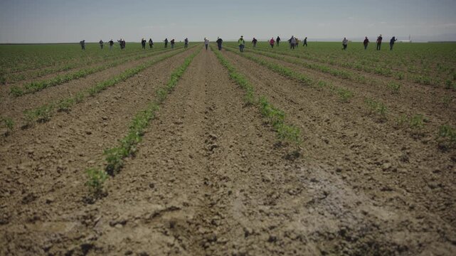 Slow motion tilt up farm workers in crop field rows