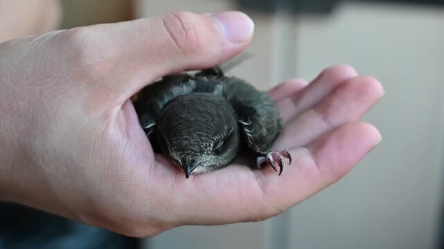Rescued common swift bird held in a man's hand, close-up of Apus apus before being released into the wild.