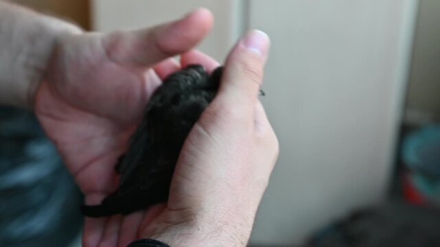 Rescued common swift bird held in a man's hand, close-up of Apus apus before being released into the wild.