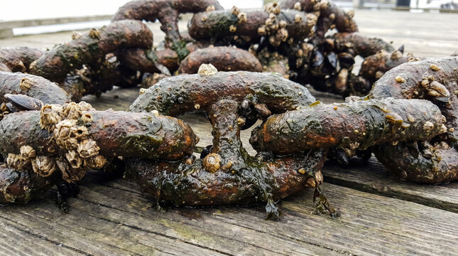 Heavy rusty anchor chains with barnacles and seaweed on wooden pier. Maritime close up of weathered metal links at a harbor.