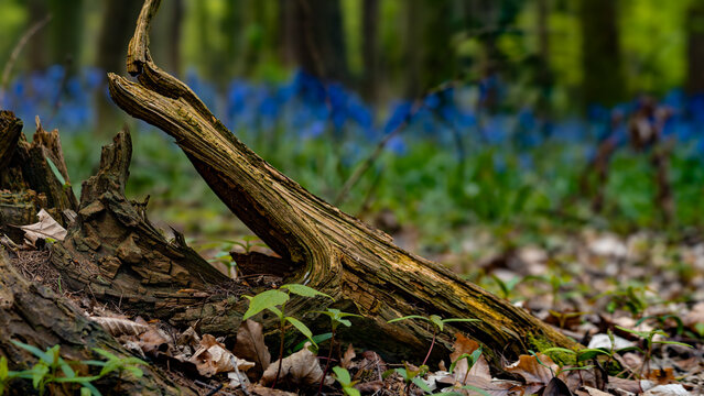 dead tree in the forest