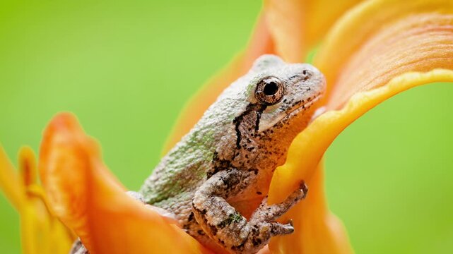 Close-up shot of a  Gray Treefrog sitting on an orange flower. Shot in Minnesota.