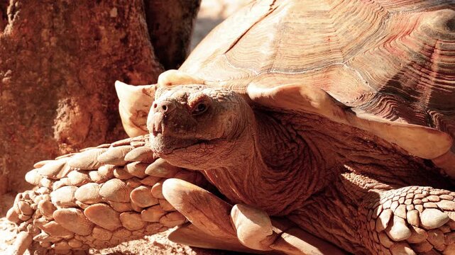 Close-up of an African Spurred Tortoise.