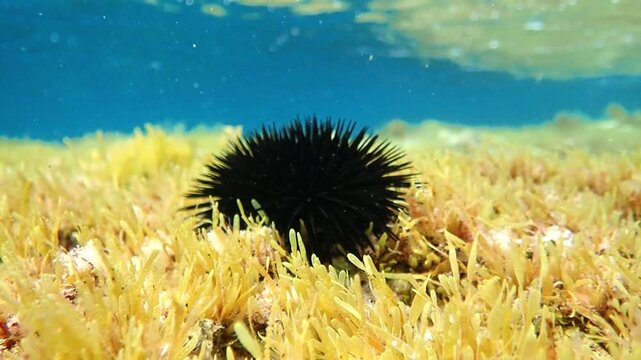 urchin, sea, sea urchin, animal, black, underwater, marine, black sea urchin, mediterranean sea, food, ocean, nature, isolated, life, wildlife, echinus, summer, echinodermata, seafood, water, natural.