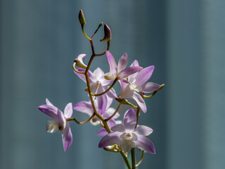 Close up view of a beautiful purple and white blooming Dendrobium orchid, with a defocused indoor background and copy space © Cynthia