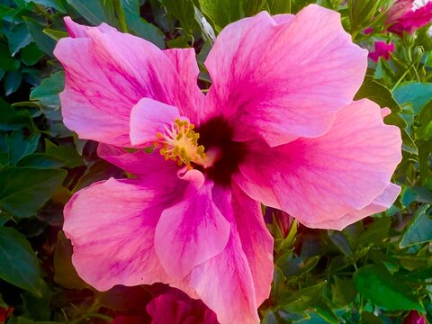 pink rose flower