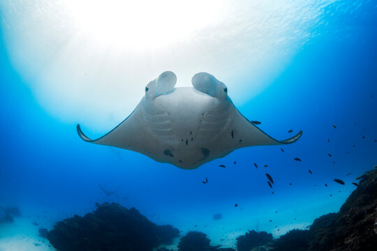 Oceanic manta ray gliding above a sandy coral lagoon in crystal clear blue water at Lady Elliot Island, Australia.