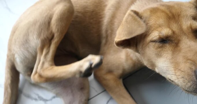 A small dog is scratching its skin; dog with fleas or ticks; pet.