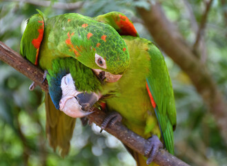 Two love birds sitting on a branch. Two parrots perched on a branch kissing. Perfect for Valentine's Day. © Gennady