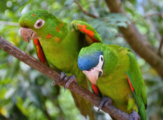 Obraz premium Two love birds sitting on a branch. Two parrots perched on a branch kissing. Perfect for Valentine's Day.